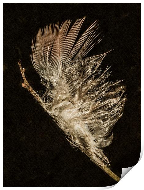 Feather macro Print by Jon Mills