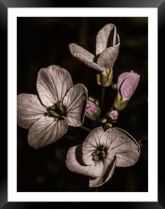 Purple flowers Framed Mounted Print by Jon Mills