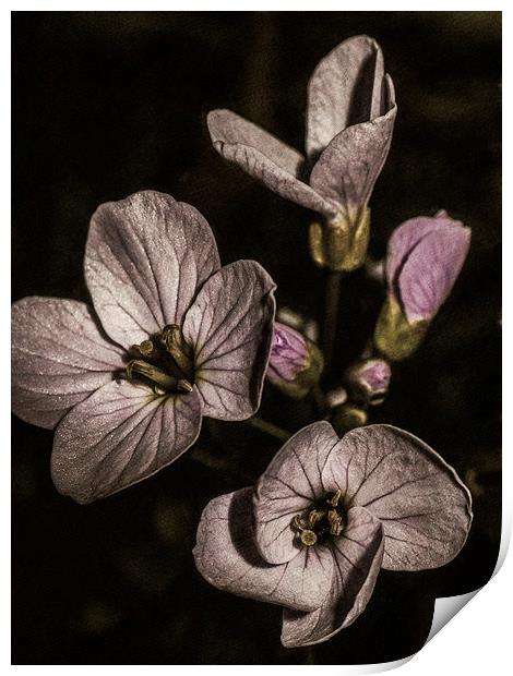 Purple flowers Print by Jon Mills