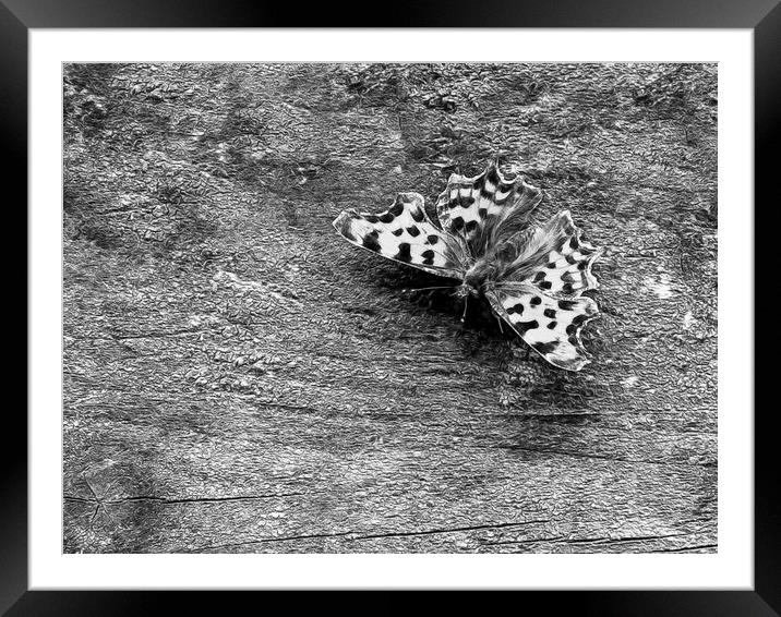 Resting butterfly Framed Mounted Print by Jon Mills
