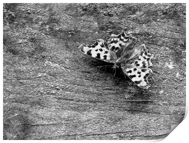 Resting butterfly Print by Jon Mills