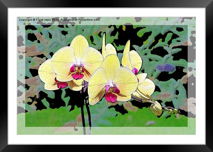 Yellow Orchid shown artistically Framed Mounted Print by Frank Irwin