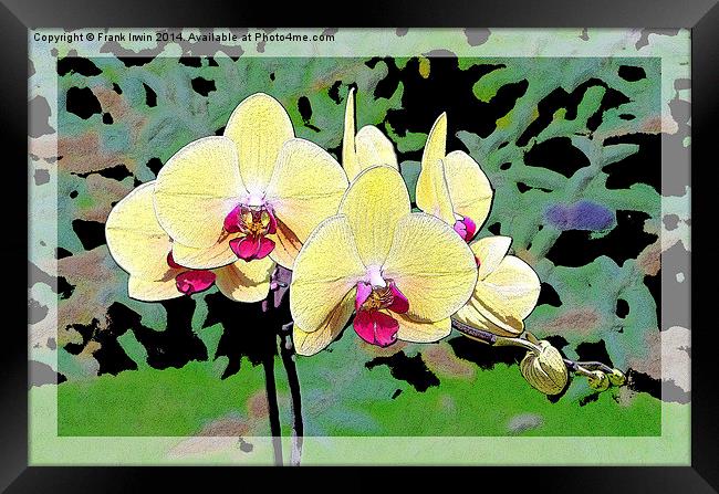 Yellow Orchid shown artistically Framed Print by Frank Irwin