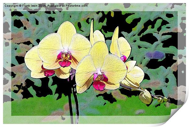 Yellow Orchid shown artistically Print by Frank Irwin
