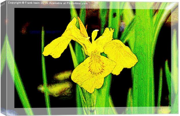 Artistic approach to a Yellow Iris Canvas Print by Frank Irwin