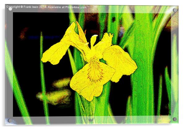 Artistic approach to a Yellow Iris Acrylic by Frank Irwin