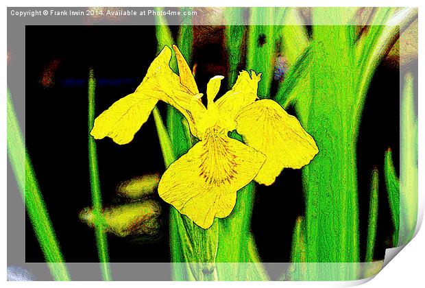Artistic approach to a Yellow Iris Print by Frank Irwin