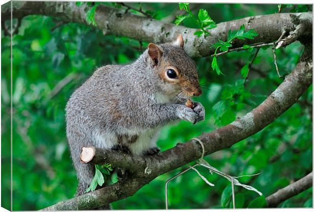 Squirrel enjoying nuts from the bird feeder Canvas Print by Rosie Spooner