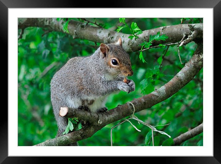 Squirrel enjoying nuts from the bird feeder Framed Mounted Print by Rosie Spooner