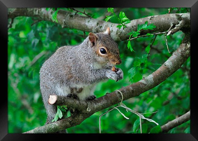 Squirrel enjoying nuts from the bird feeder Framed Print by Rosie Spooner