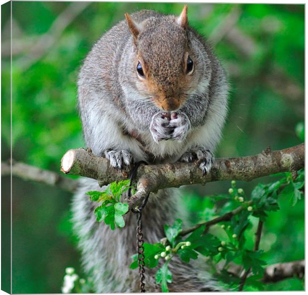 Squirrel enjoying nuts on the bird feeder Canvas Print by Rosie Spooner