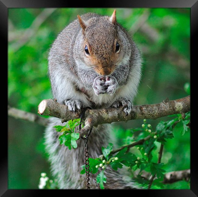 Squirrel enjoying nuts on the bird feeder Framed Print by Rosie Spooner