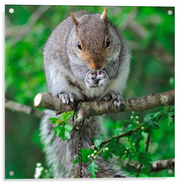 Squirrel enjoying nuts on the bird feeder Acrylic by Rosie Spooner