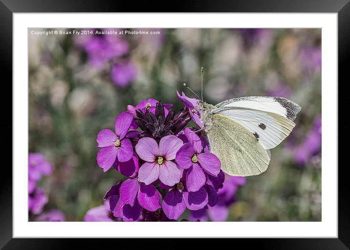 Large white butterfly Framed Mounted Print by Brian Fry