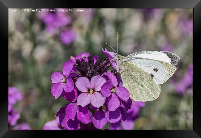 Large white butterfly Framed Print by Brian Fry
