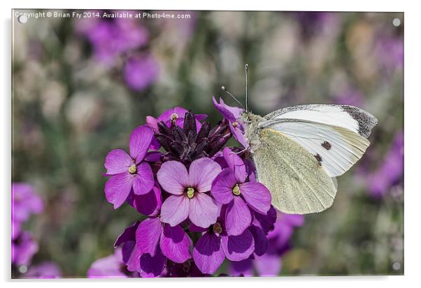 Large white butterfly Acrylic by Brian Fry