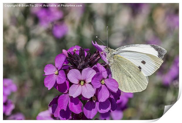 Large white butterfly Print by Brian Fry
