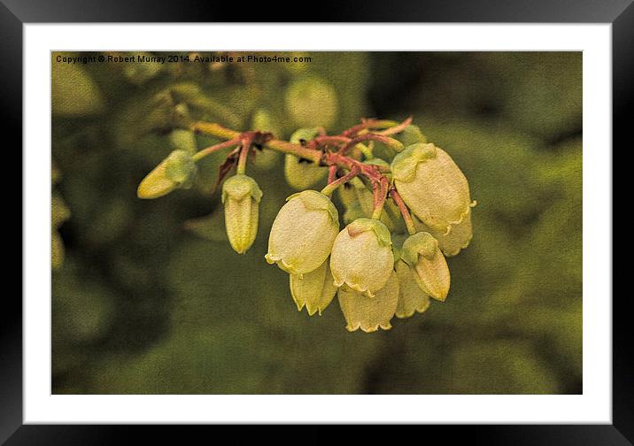 Blueberry Framed Mounted Print by Robert Murray