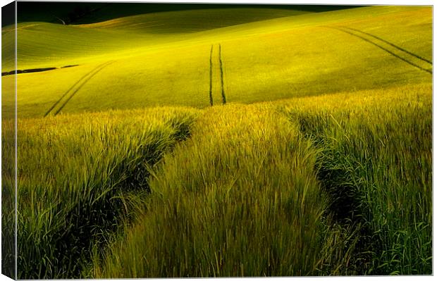 Rolling wheat fields Canvas Print by Robert Fielding