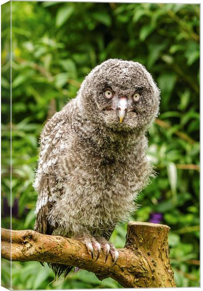 A Young Great Grey Owl Canvas Print by David Knowles