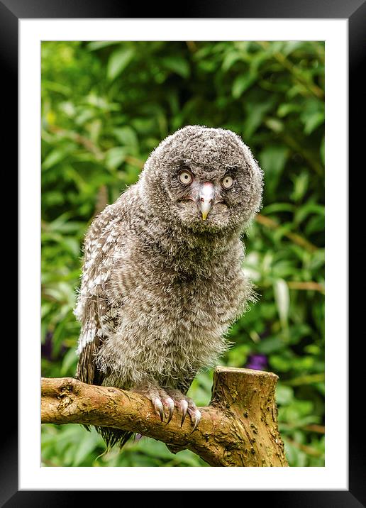 A Young Great Grey Owl Framed Mounted Print by David Knowles