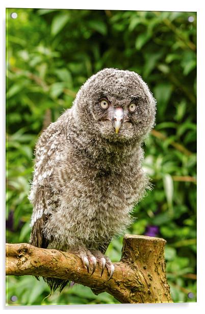 A Young Great Grey Owl Acrylic by David Knowles