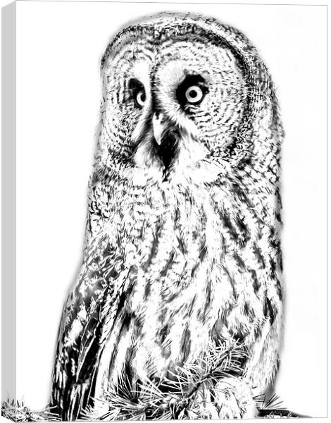 Photo drawing of Great Grey Owl Canvas Print by David Knowles