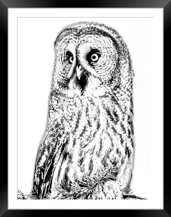 Photo drawing of Great Grey Owl Framed Mounted Print by David Knowles
