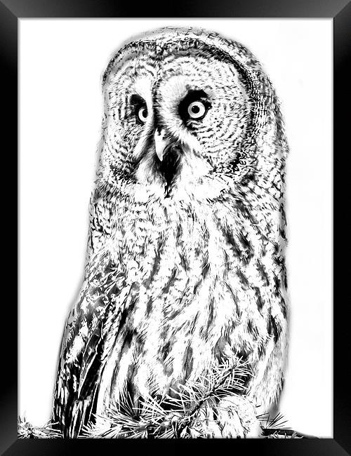 Photo drawing of Great Grey Owl Framed Print by David Knowles