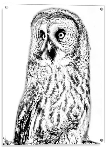 Photo drawing of Great Grey Owl Acrylic by David Knowles