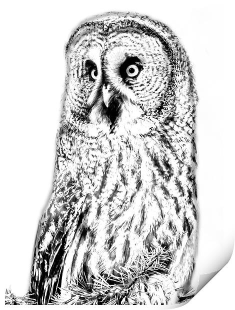 Photo drawing of Great Grey Owl Print by David Knowles