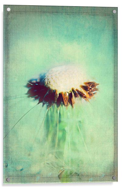 Delicately Dandelion Acrylic by Rosanna Zavanaiu
