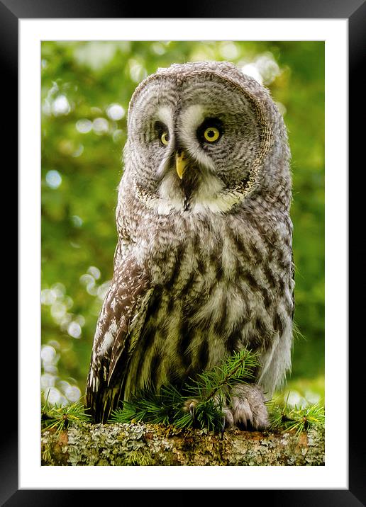 Great Grey Owl Framed Mounted Print by David Knowles