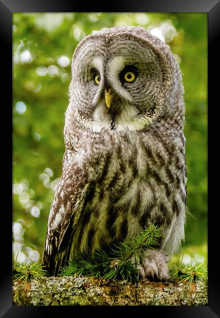 Great Grey Owl Framed Print by David Knowles