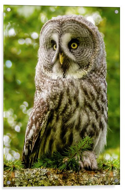 Great Grey Owl Acrylic by David Knowles