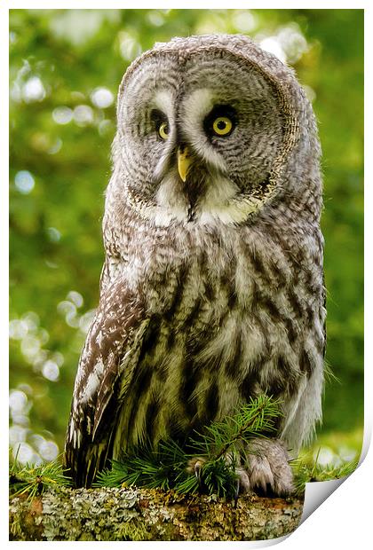 Great Grey Owl Print by David Knowles