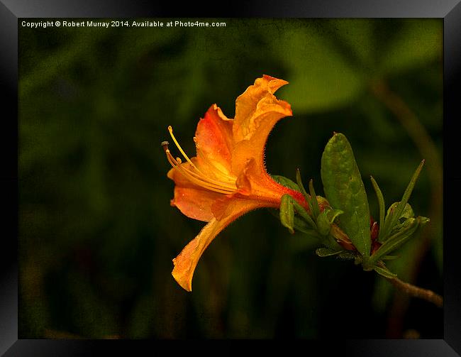 Azalea Framed Print by Robert Murray