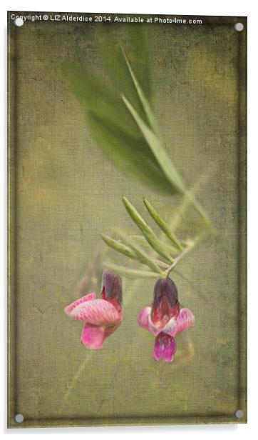 Vetch Acrylic by LIZ Alderdice