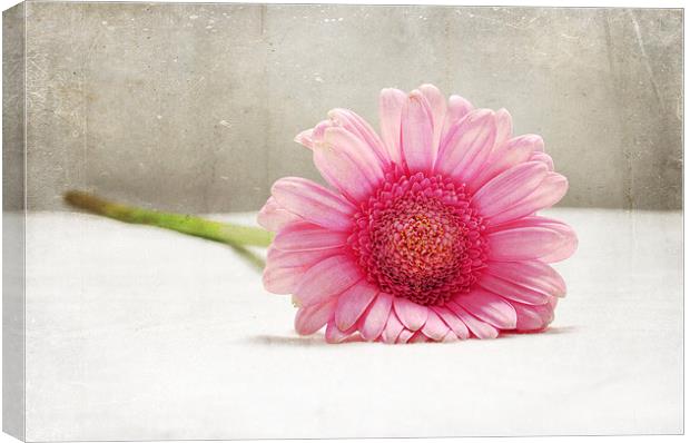Softness in Pink Canvas Print by Randi Grace Nilsberg