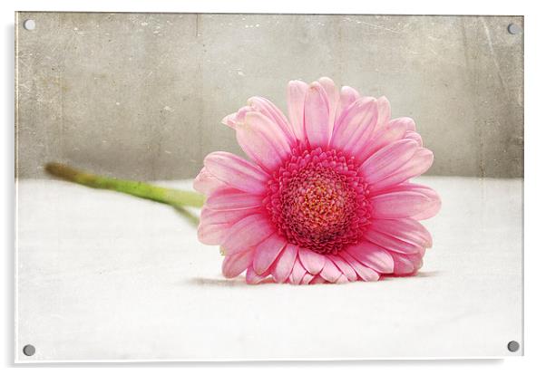 Softness in Pink Acrylic by Randi Grace Nilsberg