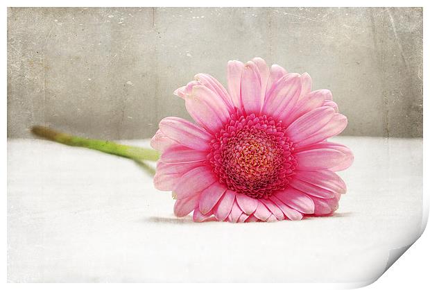 Softness in Pink Print by Randi Grace Nilsberg