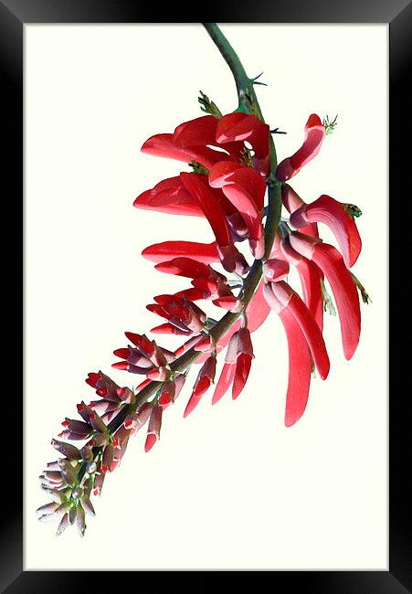 Erythrina crista galli Framed Print by Jacqueline Burrell