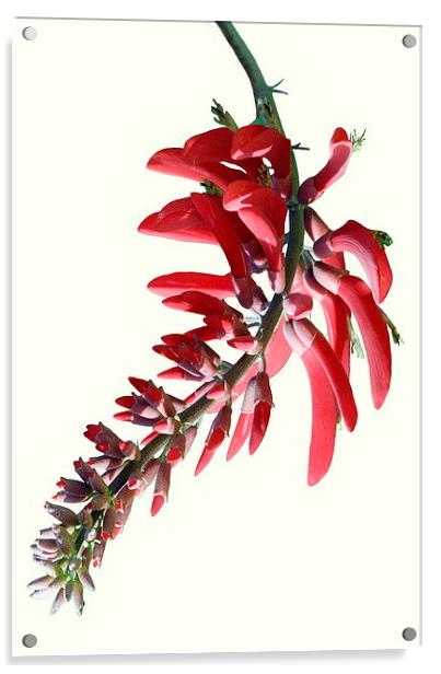 Erythrina crista galli Acrylic by Jacqueline Burrell