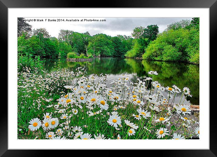 Daisies at Headley Mill Framed Mounted Print by Mark  F Banks