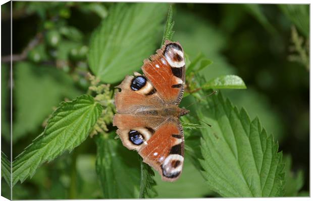 Peacock Butterfly (Aglais io) Canvas Print by Randal Cheney