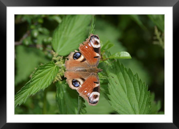 Peacock Butterfly (Aglais io) Framed Mounted Print by Randal Cheney