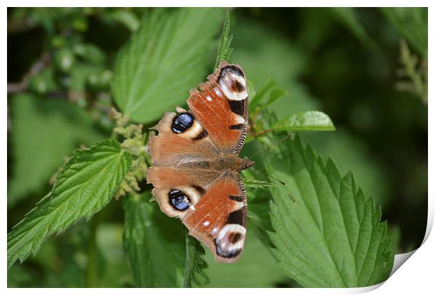 Peacock Butterfly (Aglais io) Print by Randal Cheney