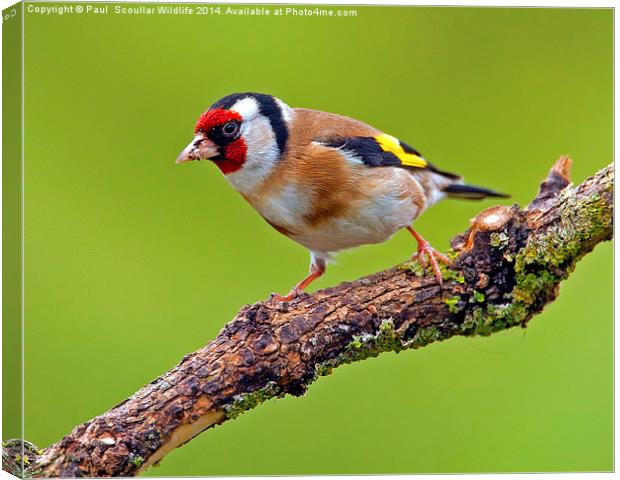 Goldfinch Canvas Print by Paul Scoullar