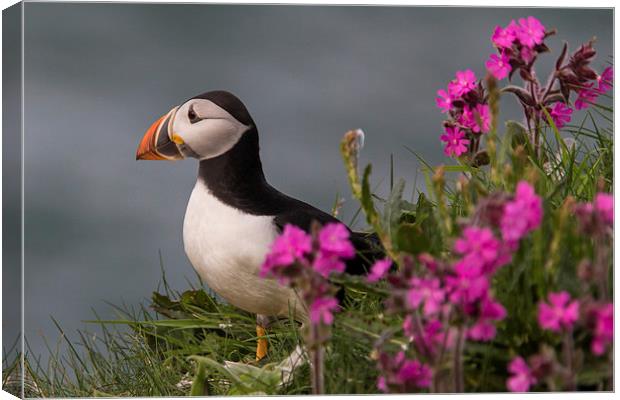 Puffin Canvas Print by Malcolm Smith