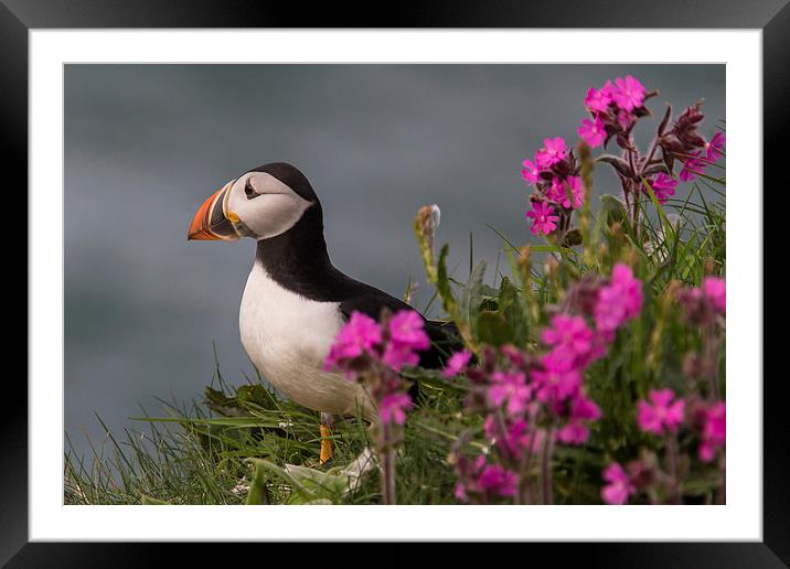 Puffin Framed Mounted Print by Malcolm Smith